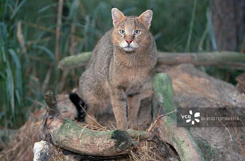 野生猫科动物图片素材
