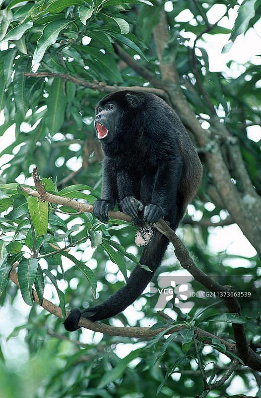 黑吼猴（雄性）图片素材