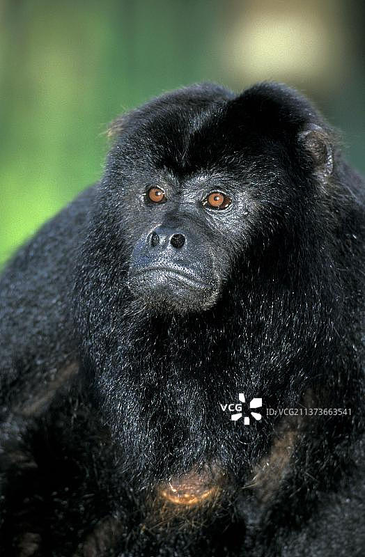 黑吼猴（雄性）图片素材