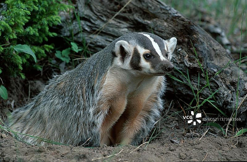 美国獾（Taxidea taxus），位于美国蒙大拿州的洞穴，北美洲图片素材