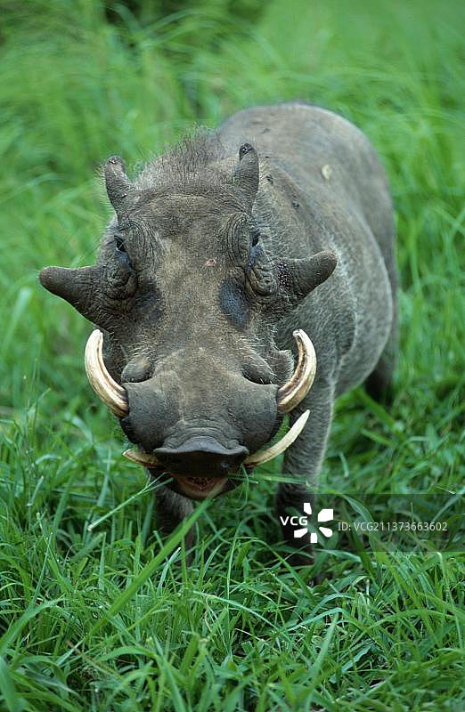 姆库兹禁猎区的非洲疣猪图片素材