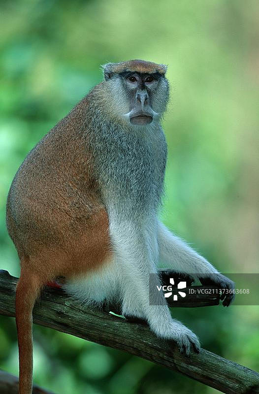 白鼻长尾猴图片素材