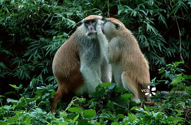 白鼻长尾猴，一对，互相梳理毛发图片素材