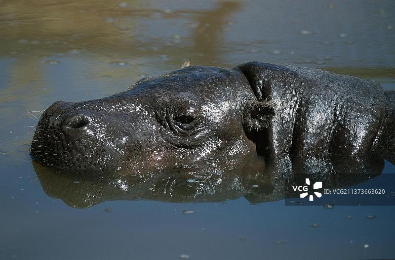 小河马(Hexaprotodon liberiensis) (Choeropis liberiensis)，侧面图片素材