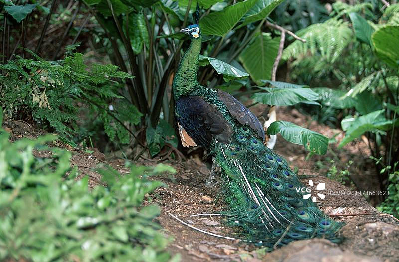 绿孔雀（雄性）图片素材