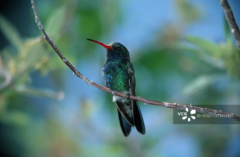 雄性阔嘴蜂鸟，索诺拉沙漠，美国亚利桑那州图片素材