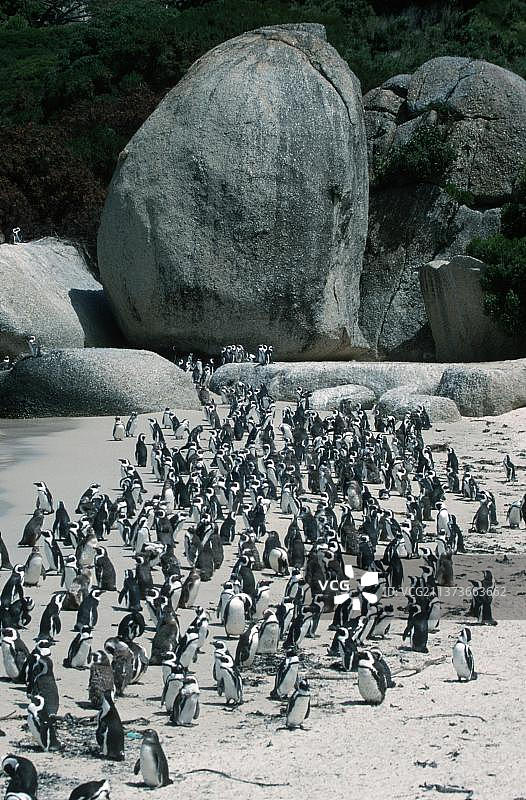 南非巨石海滩的非洲企鹅群图片素材