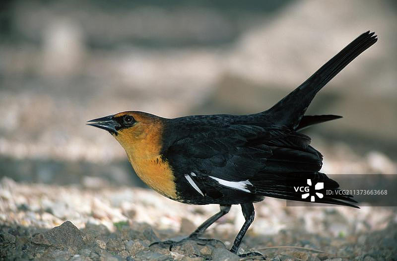 黄头黑鹂，美国亚利桑那州索诺拉沙漠图片素材