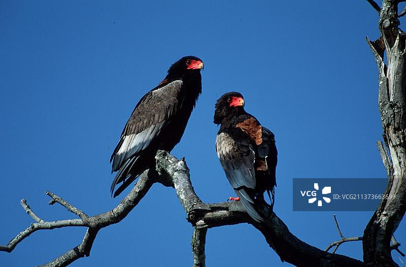 南非克鲁格国家公园的猛雕（Terathopius ecaudatus）图片素材