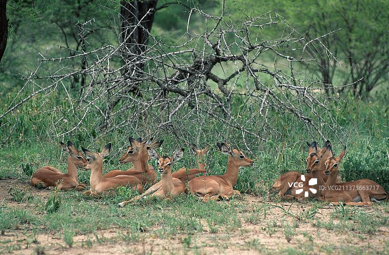 克鲁格国家公园的黑斑羚幼崽（南非）图片素材