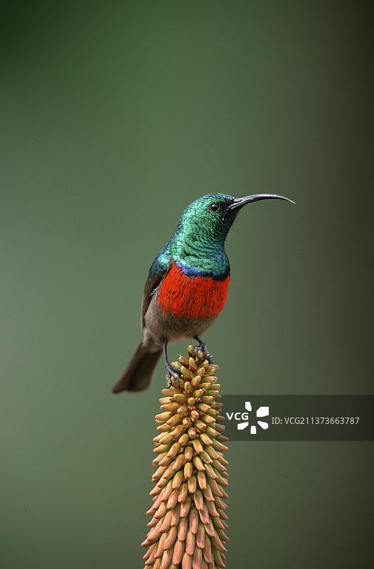 large 领环太阳鸟（雄性），南非阿多大象国家公园，双带太阳鸟，北方双带太阳鸟，动物，鸟类，户外，彩色，多色，垂直，栖息，成年图片素材