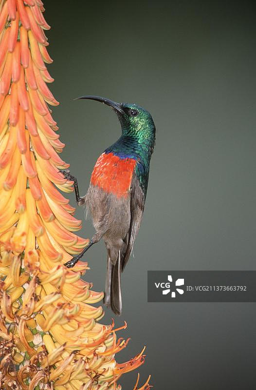 双领太阳鸟雄鸟，南非艾多大象国家公园图片素材
