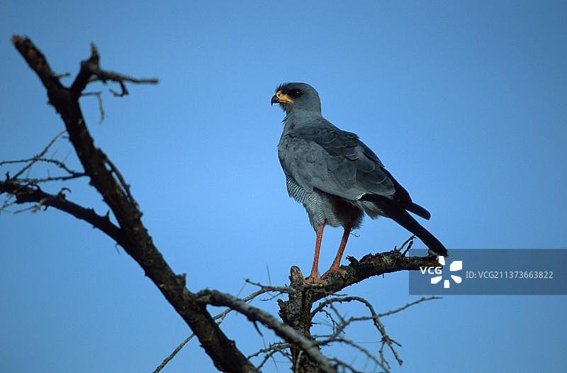 苍鹰，桑布鲁禁猎区，肯尼亚，苍白的吟游苍鹰（Melierax canorus），桑布鲁禁猎区，肯尼亚，非洲图片素材