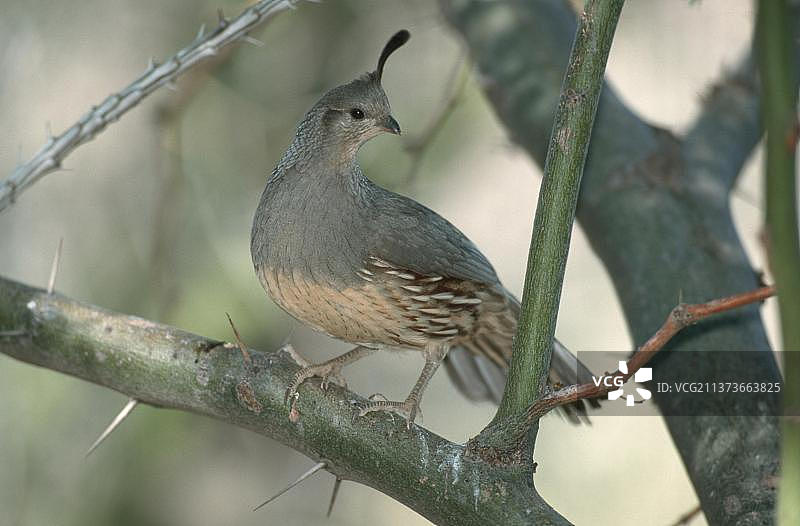 雌性冈贝尔鹌鹑，索诺拉沙漠，亚利桑那州，美国图片素材