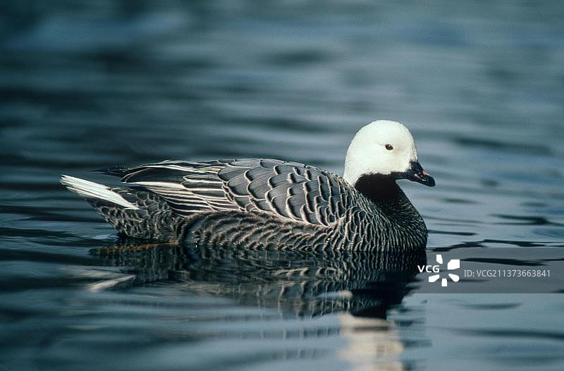 黑雁侧面图图片素材