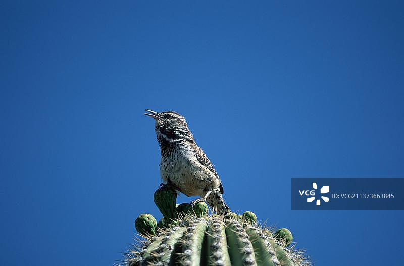 仙人掌鹪鹩，索诺拉沙漠，亚利桑那州，美国图片素材