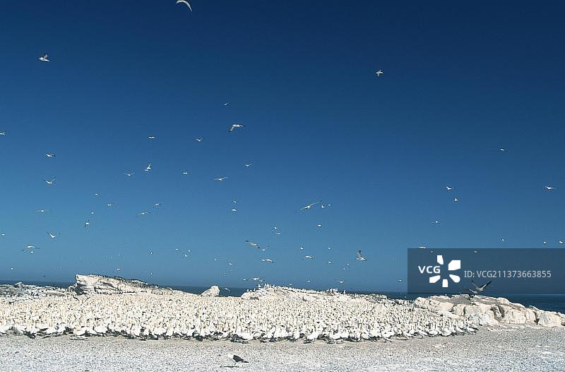 南非兰伯特湾的角塘鹅群落图片素材