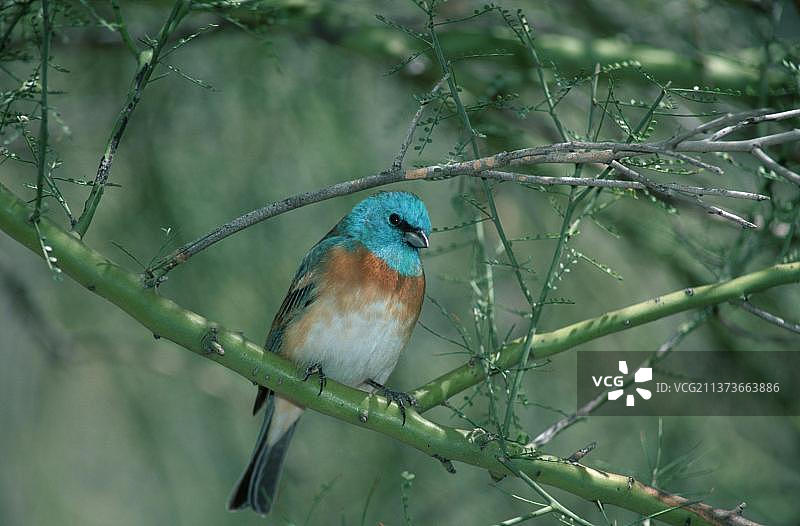 彩旗鹀，索诺拉沙漠，亚利桑那州，美国，北美图片素材