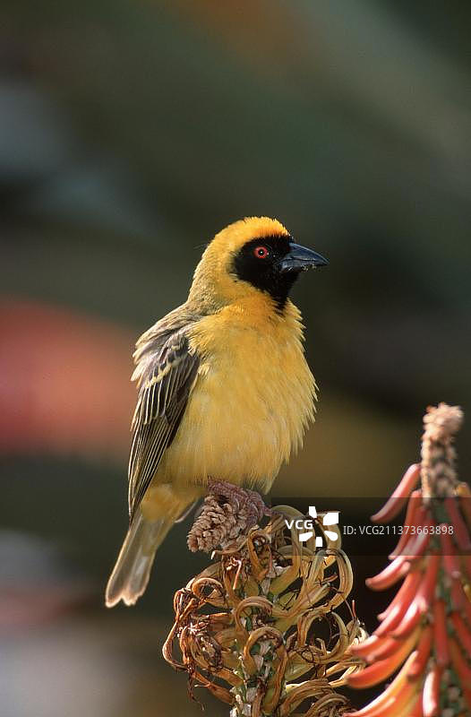 非洲织布鸟面具，雄性，阿多大象国家公园，南非图片素材