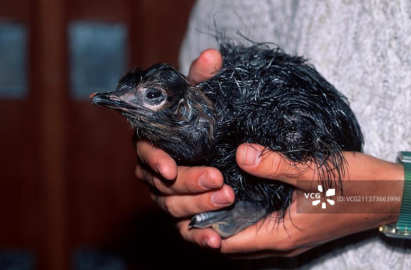 南非鸵鸟养殖场：非洲鸵鸟图片素材