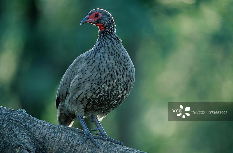 斯温森鹑鸡，匹兰斯堡国家公园，南非图片素材
