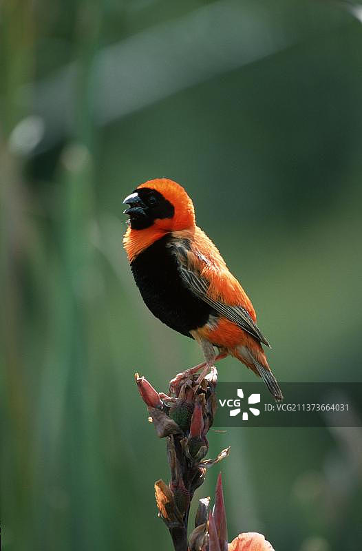 红色主教鸟（雄性），塞伦盖蒂国家公园，坦桑尼亚图片素材