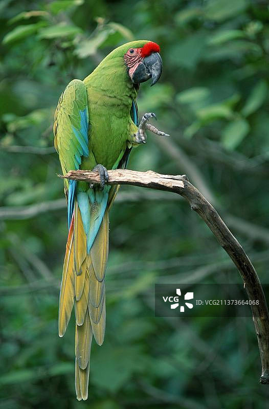 军金刚鹦鹉图片素材