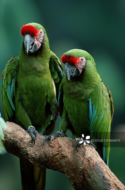 军金刚鹦鹉（一对）图片素材