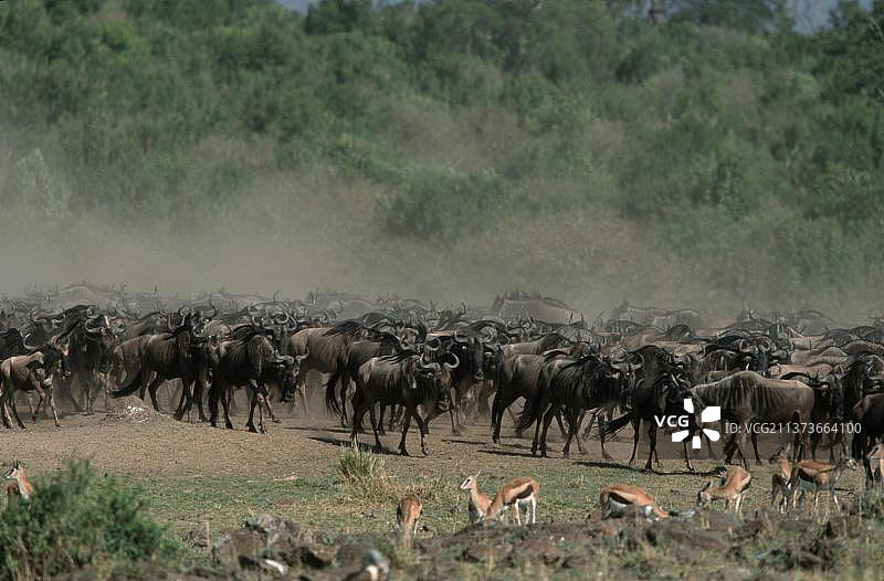 东部白须角马，马赛马拉野生动物保护区，肯尼亚图片素材