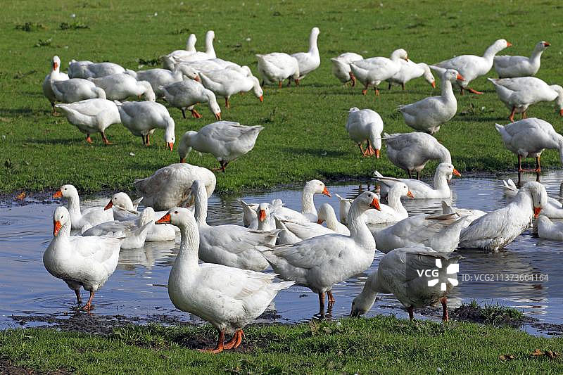 散养家鹅图片素材