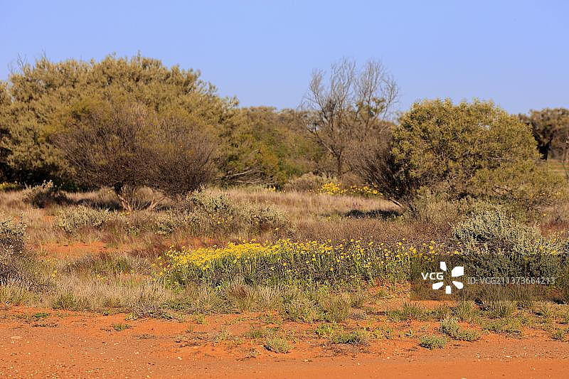 澳大利亚新南威尔士州斯图尔特国家公园的肉质千里光图片素材