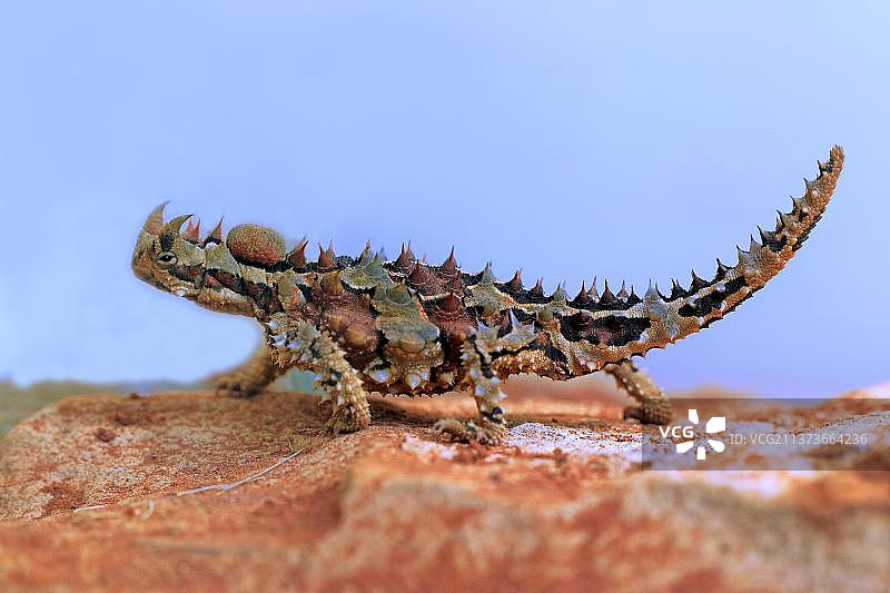 澳洲魔蜥，北领地，沙漠中的恶魔，侧面，澳大利亚，大洋洲图片素材