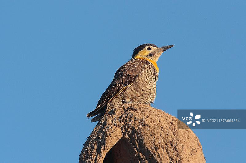 栖息在泥巢上的原啄木鸟图片素材