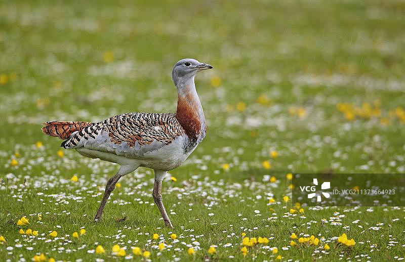 大鸨（未成年雄性），正在迁徙，西班牙埃斯特雷马杜拉，欧洲图片素材