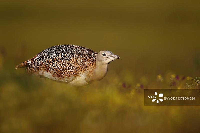 大鸨，成年雌性，站立在野花丛中，西班牙图片素材