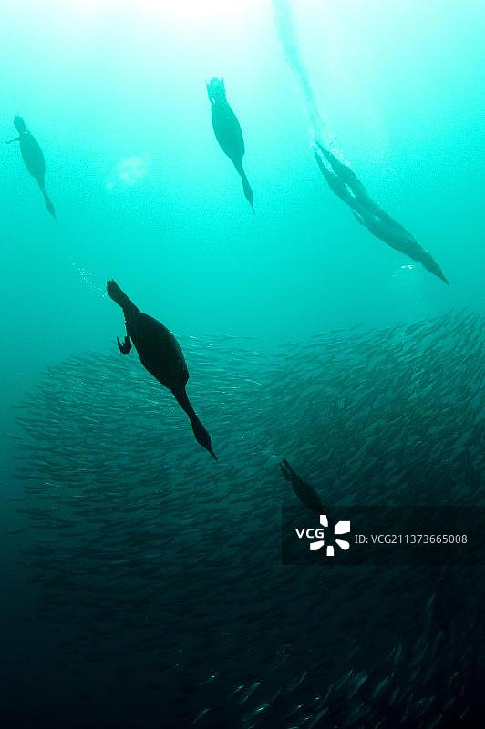 非洲鸬鹚和好望角塘鹅混合鸟群在南非东开普省海岸水下捕食小饵鱼图片素材