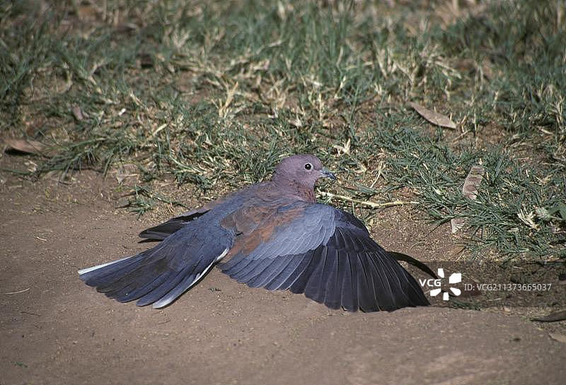 棕榈鸽，塞内加尔鸽，鸠鸽图片素材