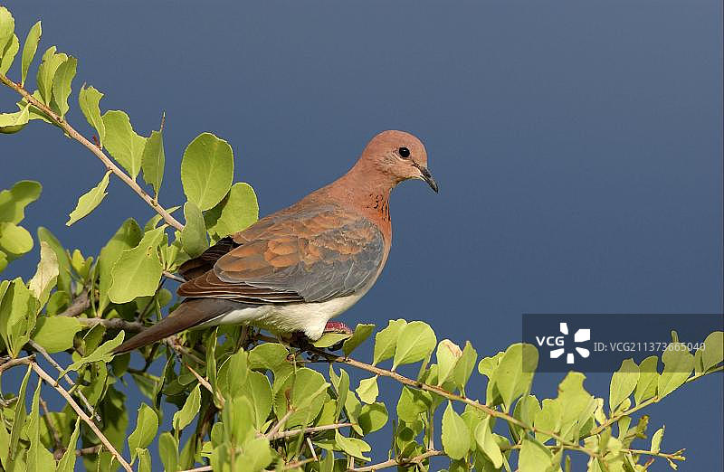 鸽子，非洲纳米比亚埃托沙国家公园图片素材