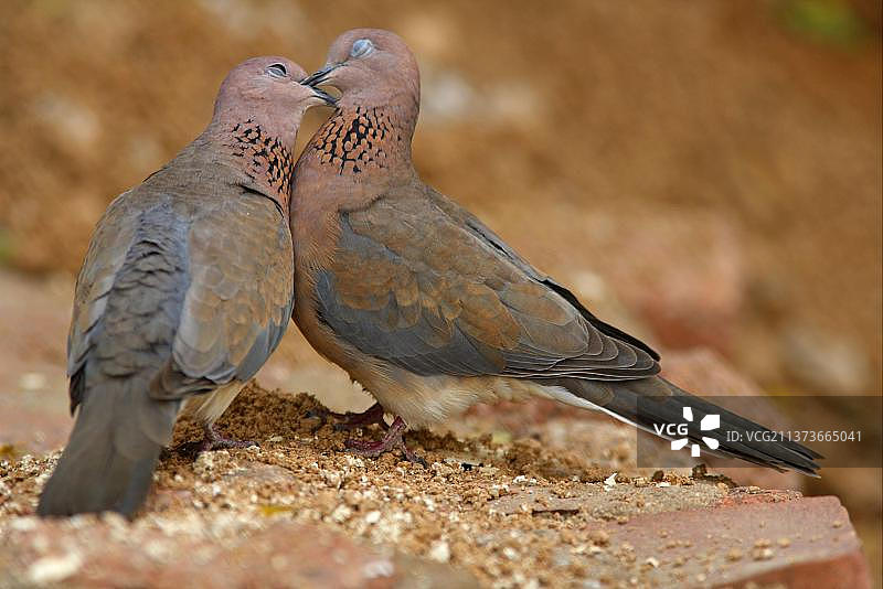 一对成年埃及斑鸠互相梳理羽毛，位于埃及西奈半岛沙姆沙伊赫图片素材