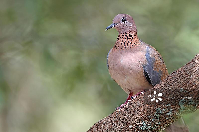 棕榈鸠，塞内加尔鸠，笑鸠（Streptopelia senegalensis），鸽子，动物，鸟类，成年笑鸠，栖息在冈比亚图片素材