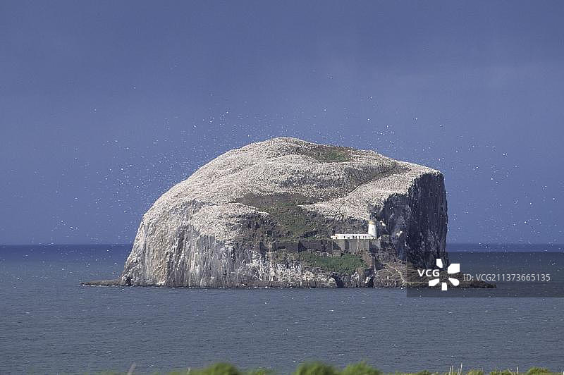 塘鹅（Sula bassana），巴斯岩和塘鹅，洛锡安，苏格兰，英国，欧洲图片素材