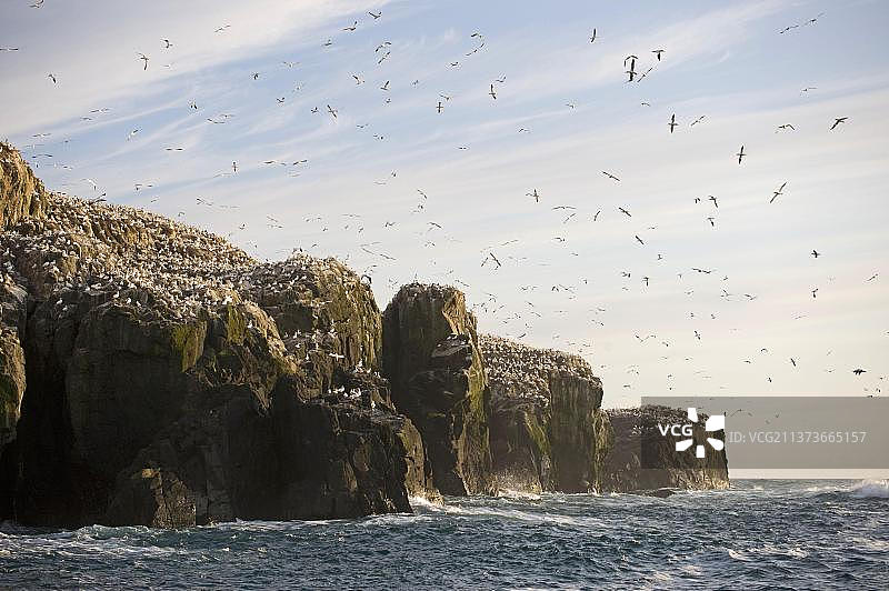 北海鲣鸟：繁殖群在格拉斯霍尔姆岛海崖上筑巢，英国威尔士皇家鸟类保护协会保护区图片素材