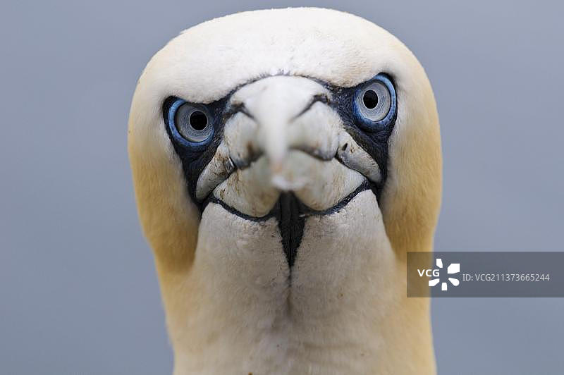 成年北方塘鹅头部特写，巴斯岩，福斯湾，东洛锡安，苏格兰，英国，欧洲图片素材