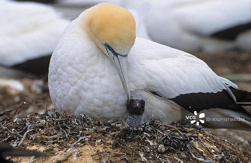 澳洲鲣鸟图片素材