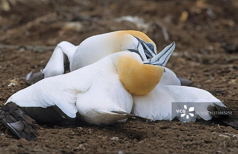 澳洲鲣鸟，澳洲鲣鸟两只成年鸟在争斗，澳大利亚，大洋洲图片素材