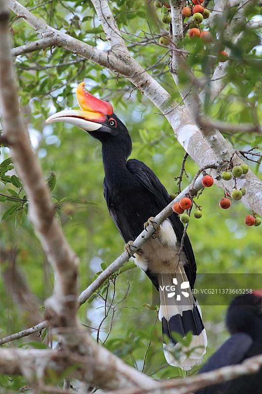 盔犀鸟栖息在果树上，马来西亚沙巴图片素材