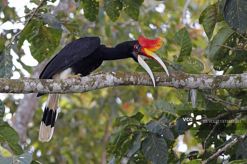 加里曼丹犀鸟：栖息在马来西亚沙巴州基纳巴唐岸河畔图片素材