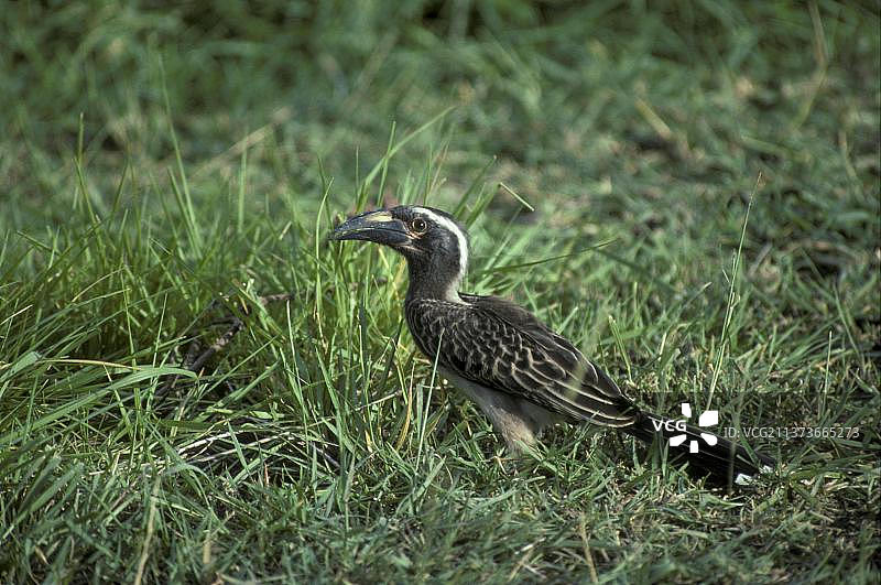 非洲灰犀鸟图片素材
