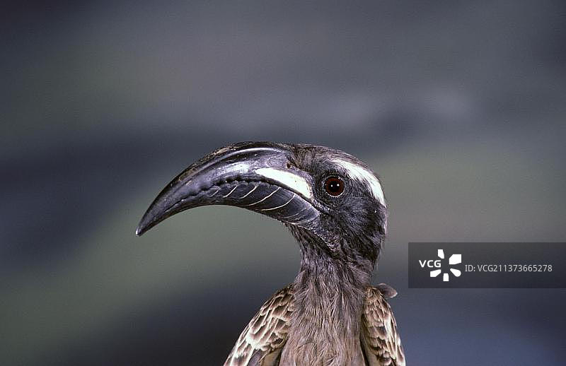 非洲灰犀鸟头部特写图片素材