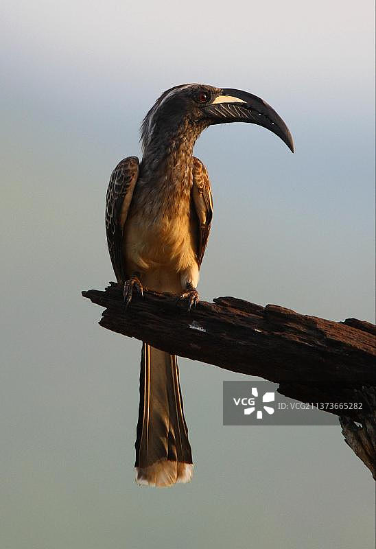 栖息在枯枝上的非洲灰犀鸟图片素材